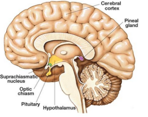 Oxytocin ans sunlight