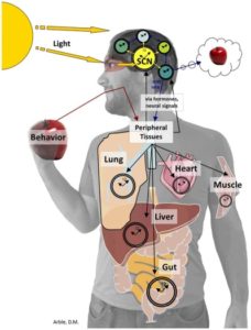 oxor Suprachasmatic nucleus